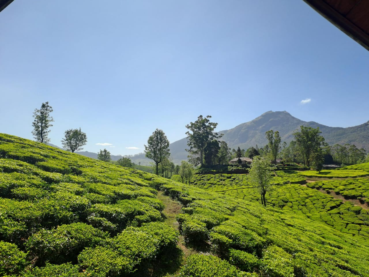 Close Tea Garden View
